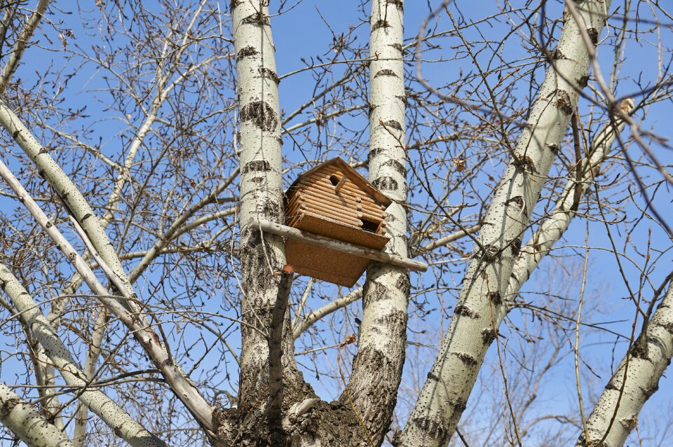 Birdhouse tree nature