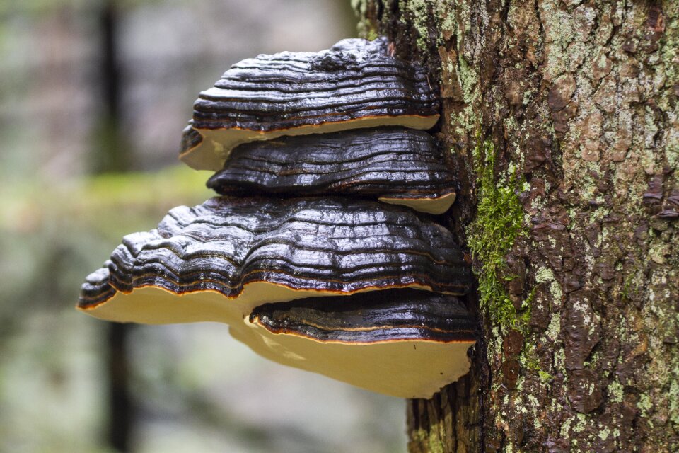 Mushroom moss forest