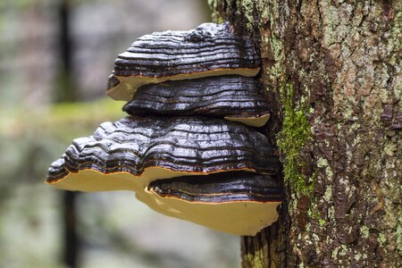 Mushroom moss forest photo