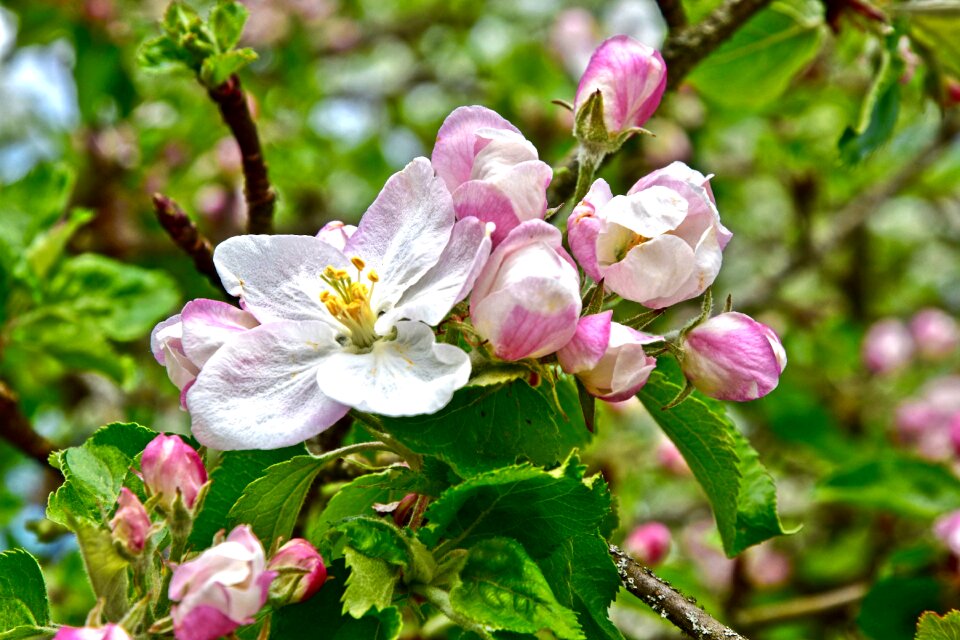 Apple blossom full bloom orchard