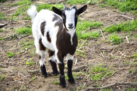 Biquet goat baby animal photo