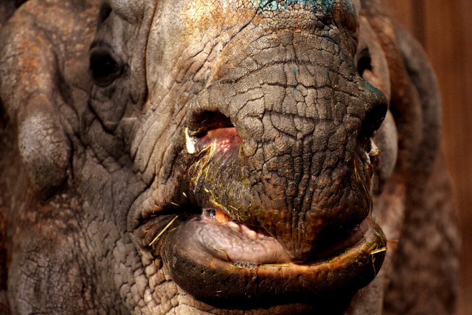 Pachyderm rhinoceros zoo