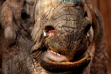 Pachyderm rhinoceros zoo photo