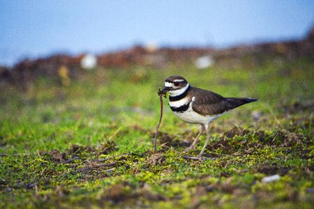 Nature feed wildlife photo