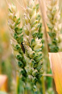 Wheat outdoors ears