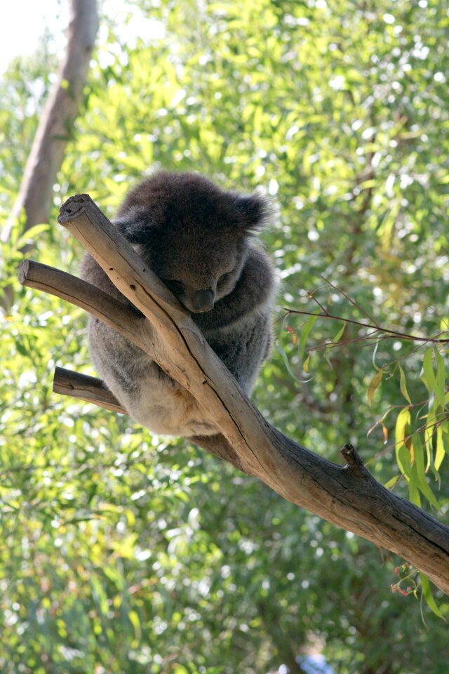 Sleeping cute animal