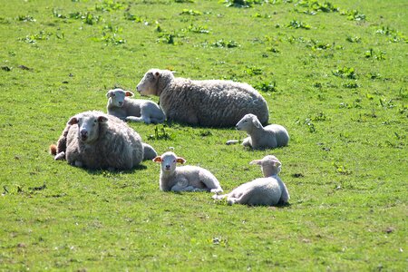 Sheep expensive farmhouse
