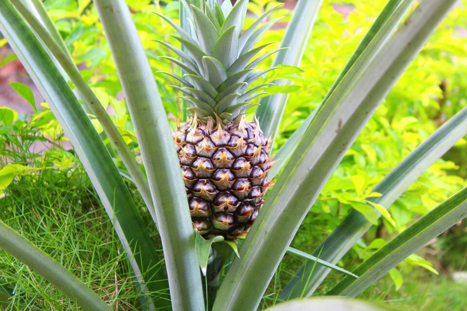 Nature fresh tropical
