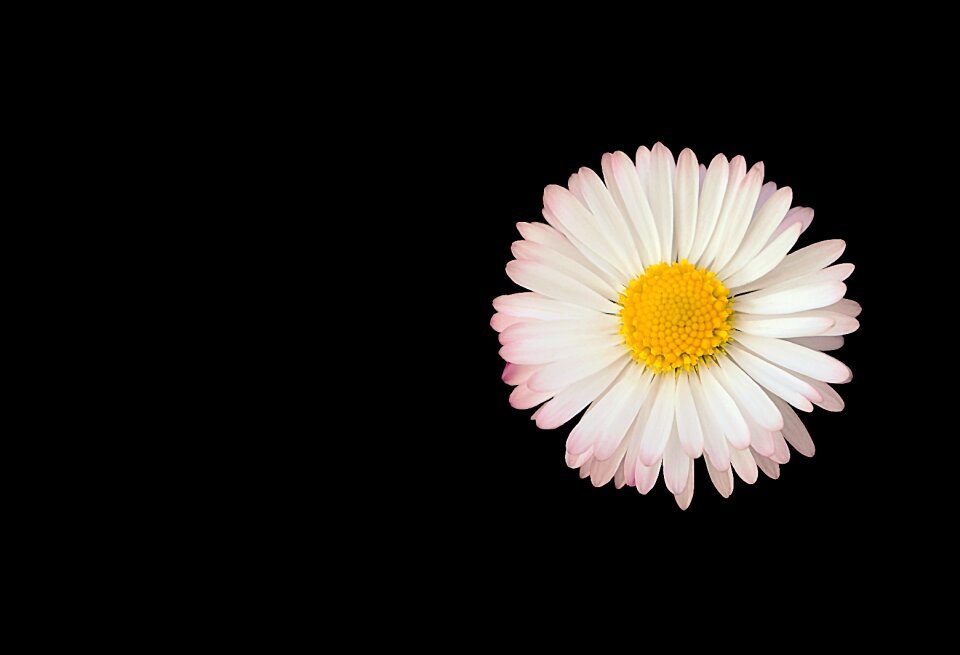 Spring summer floral