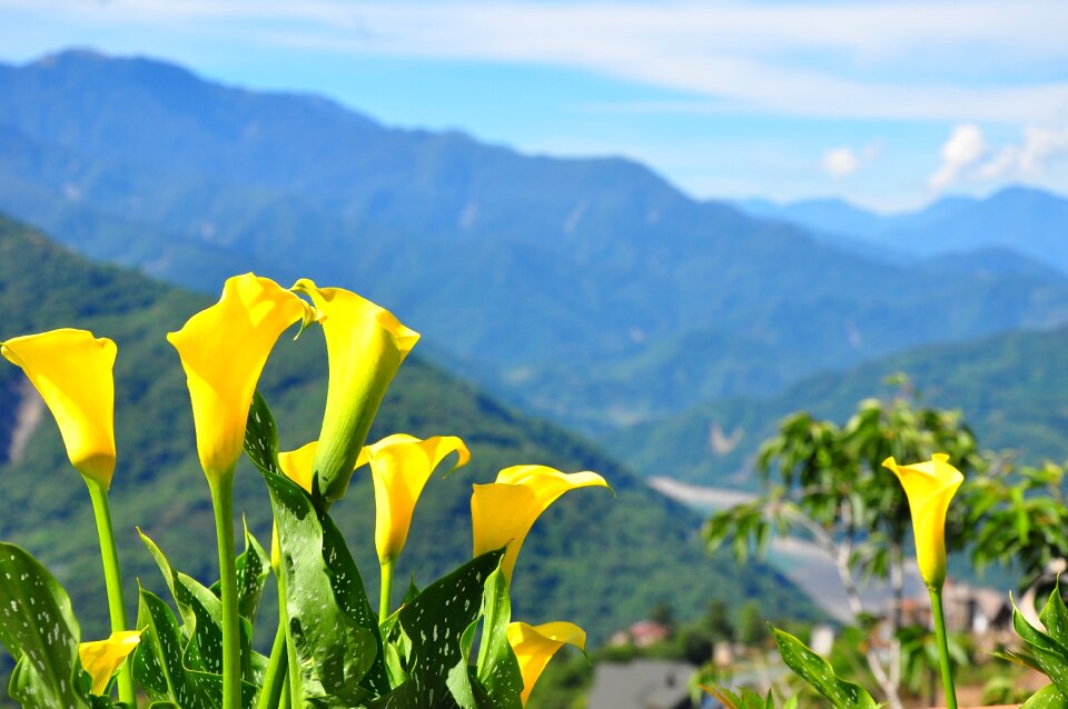 Nature landscape green