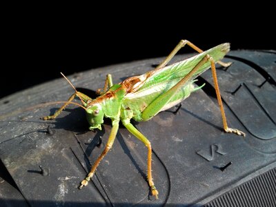 Sun insect green