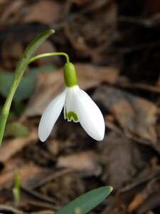 Snowdrop spring early bloomer white