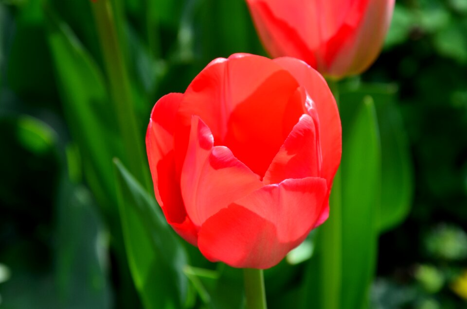 Flower spring cut flowers