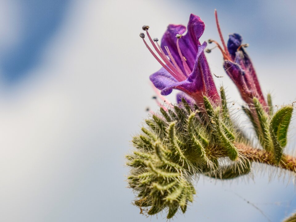 Flower stamens spring