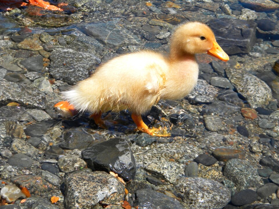 Duck nature lake