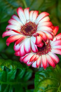 Beautiful flower plant bright