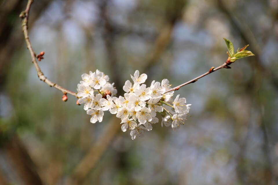 Branch fruit tree blossom