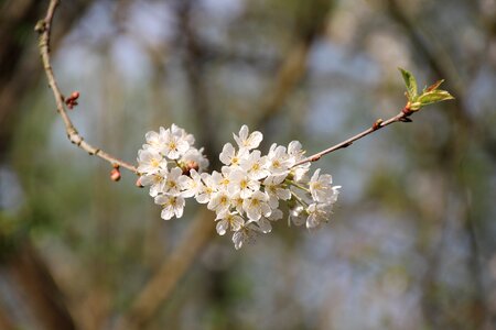Branch fruit tree blossom