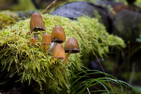 Sponge nature log