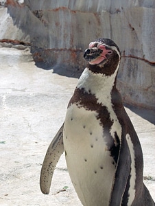 Bird curious animal world