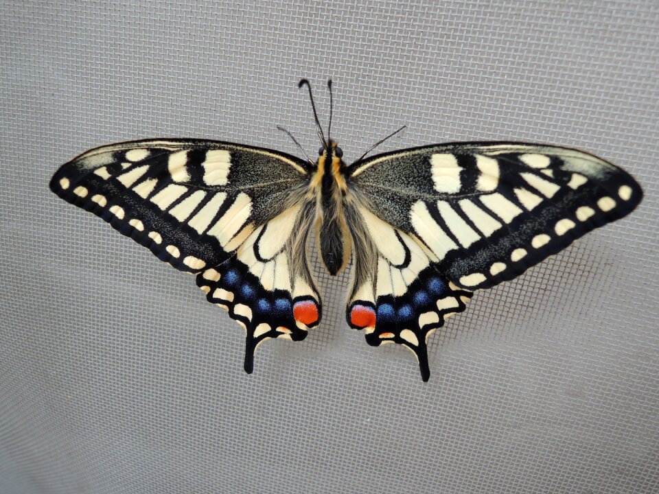 Bug spring creatures