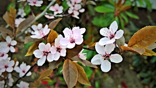 Rotlaubige cherry plum prunus ornamental