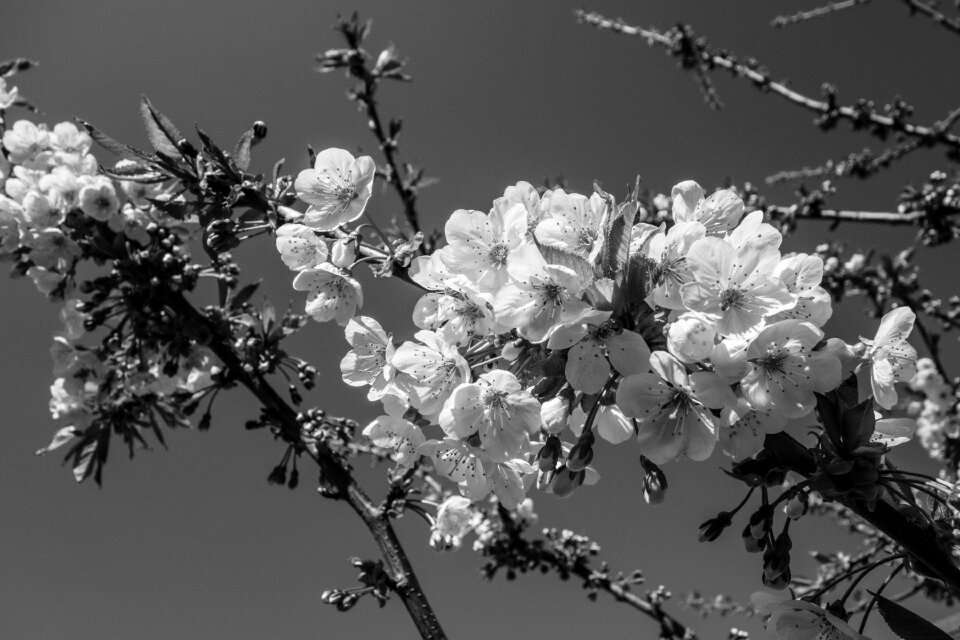 Spring cherry blossoms cherry