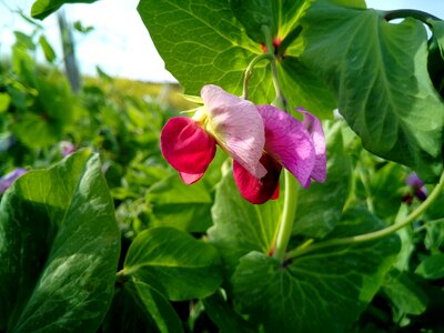 Orchard legume healthy
