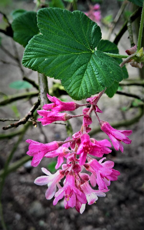 Ribes sanguineum flower grape pink flowers