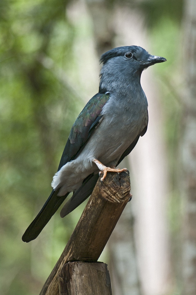 Nature wildlife madagascar