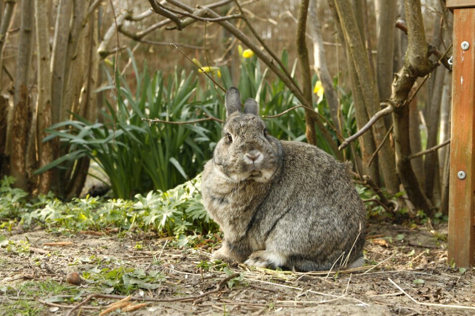 Animal cut house rabbit