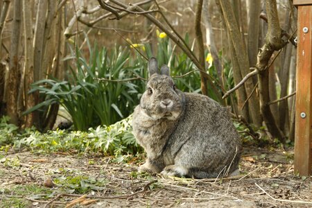 Animal cut house rabbit photo