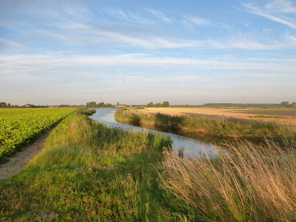 Landscape grasses nature