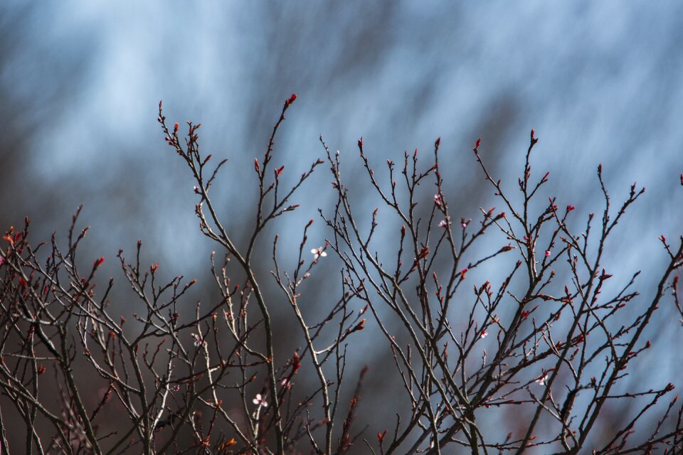 Branch plant blossom photo