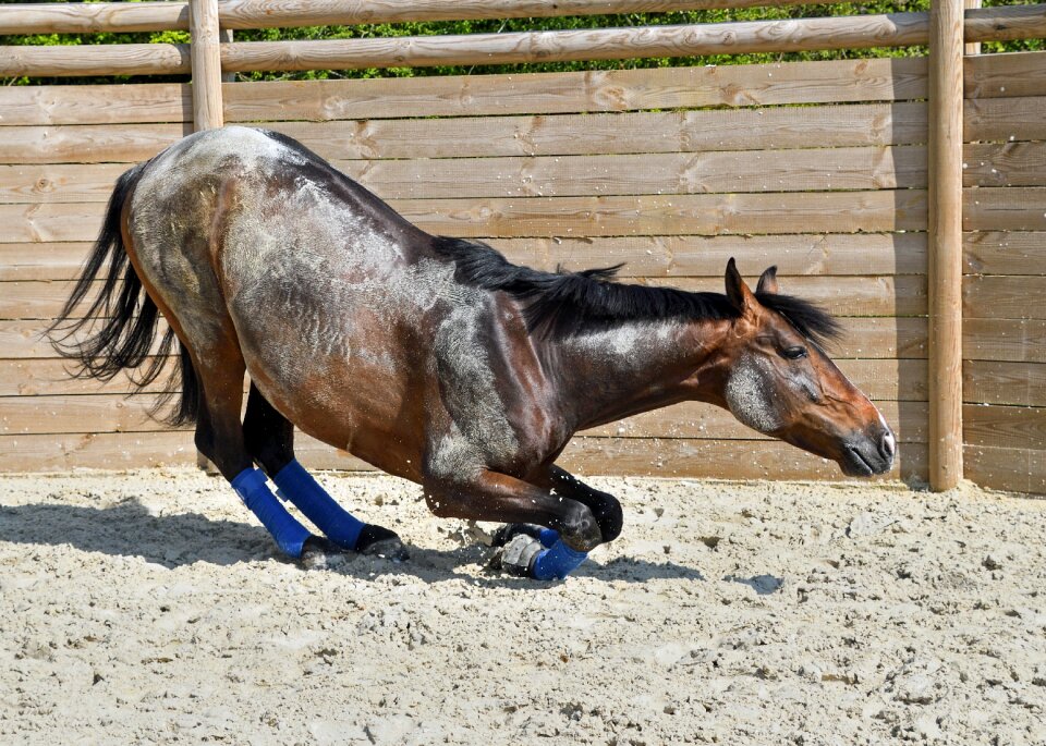 Horse kneel on your knees