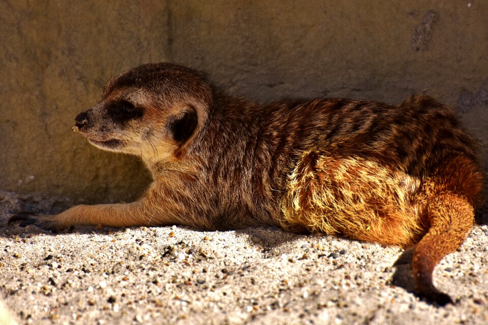 Animal nature mammal