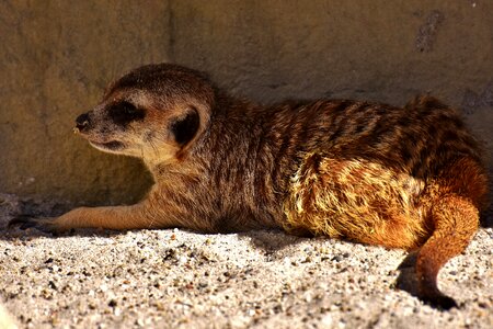 Animal nature mammal