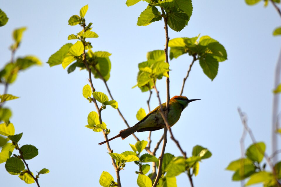 Perched india asia