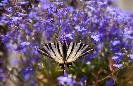 Scarce swallowtail wing flying