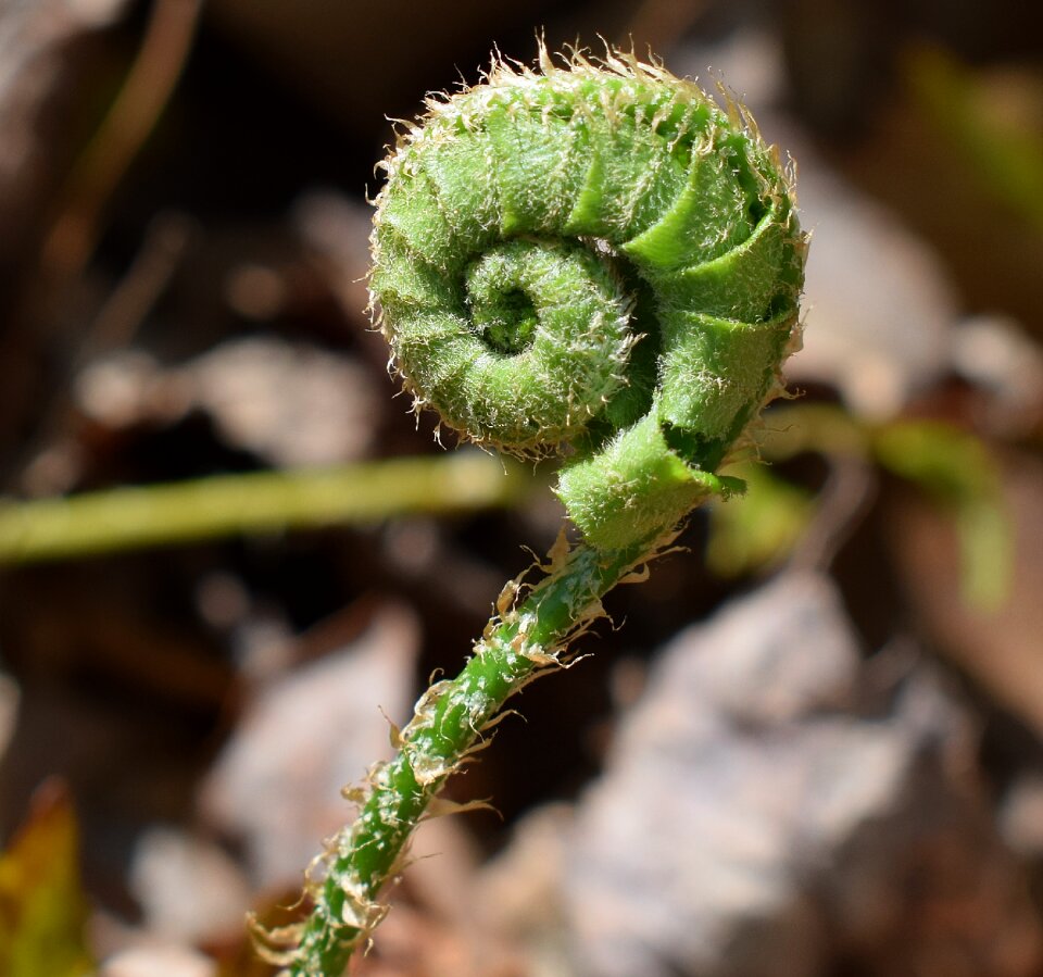 Plant fiddleheads new