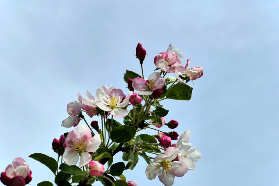 Nature green plant
