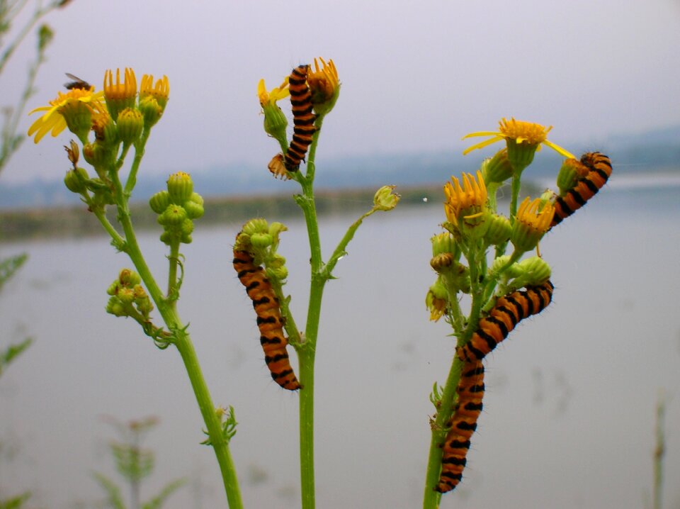 Spring plant caterpillar