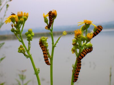 Spring plant caterpillar