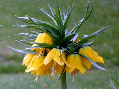 Lily yellow bulbous photo