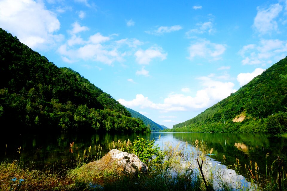 Lake tree forest