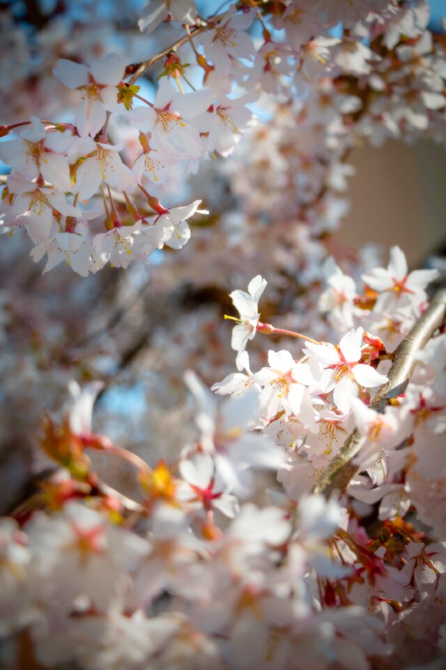 Garden nature white flowers