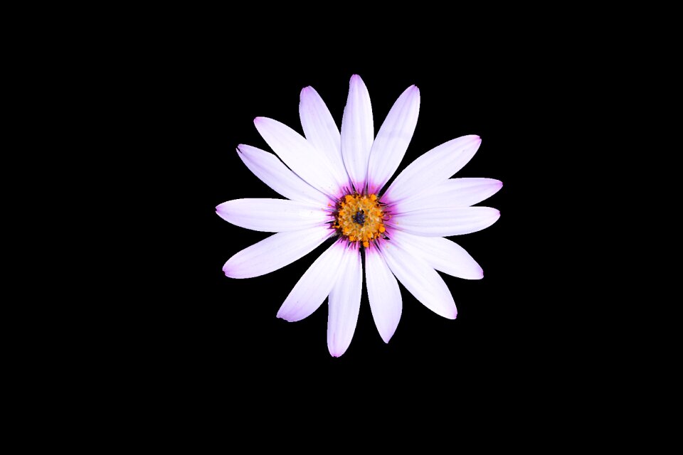 Nature botany flowering