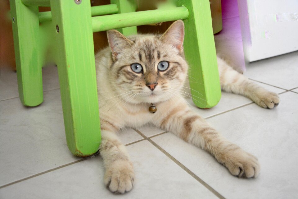 Animal kitty cute