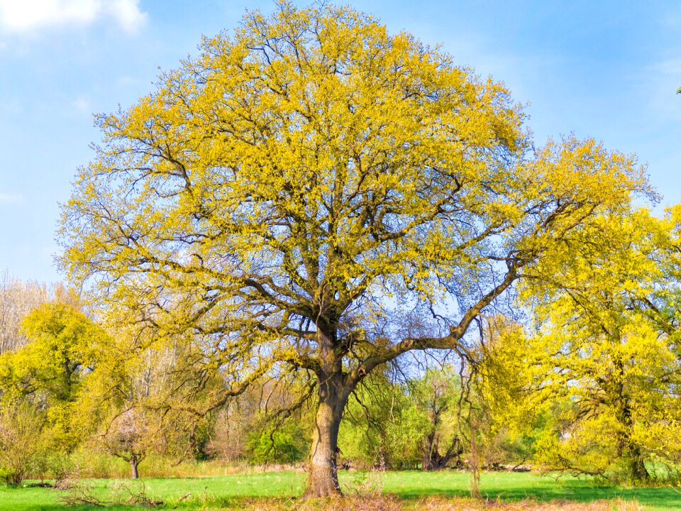 Green tree landscape green