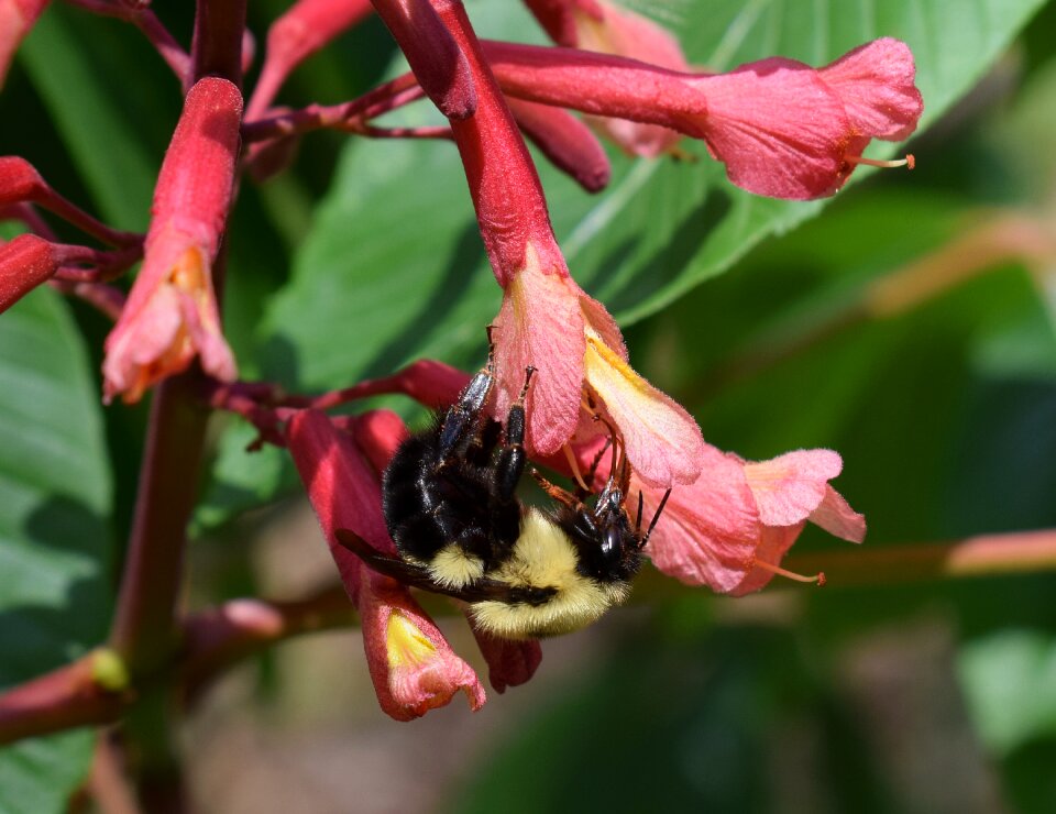 Insect animal japanese chestnut flowers